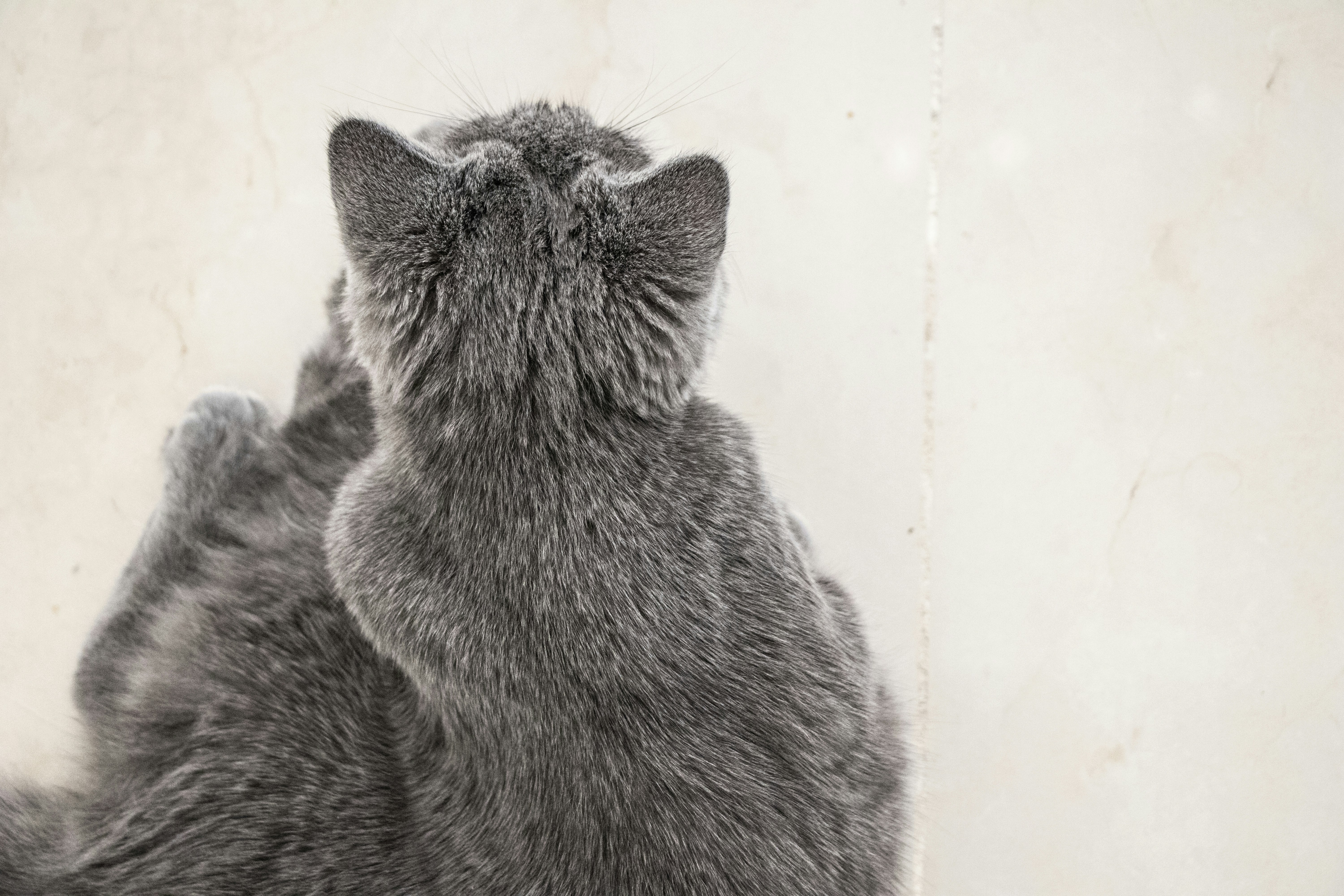 A gray cat sitting on top of a white wall photo – Free Cat Image on ...