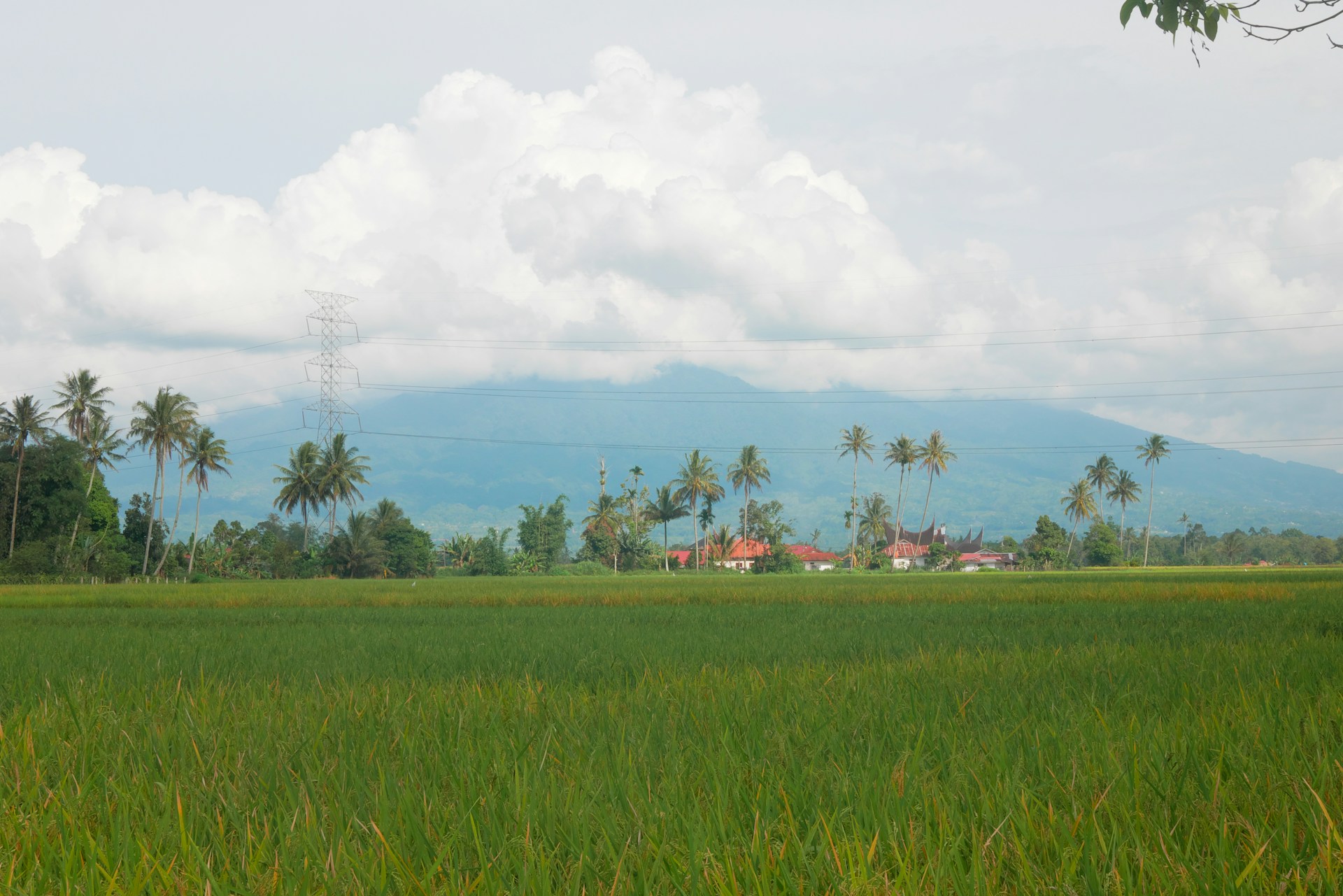 a lush green field with a house in the distance