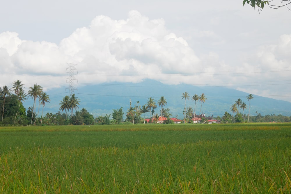 a lush green field with a house in the distance