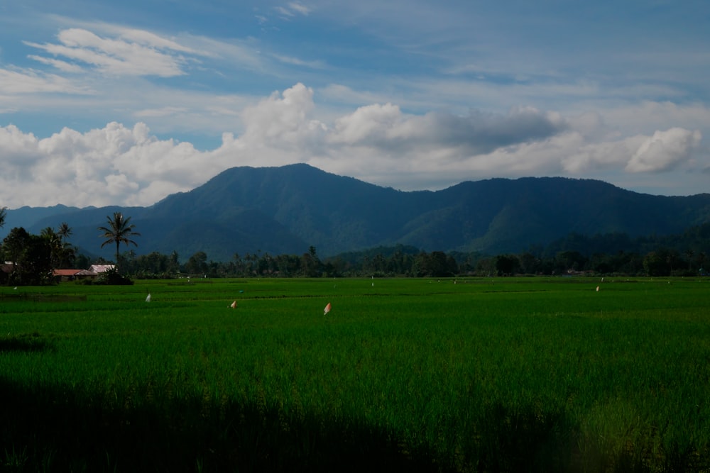 a lush green field with mountains in the background