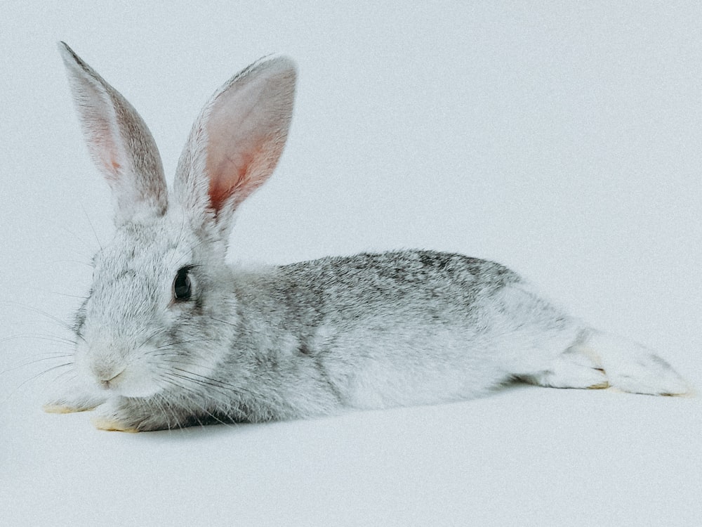 a gray rabbit sitting on top of a white floor