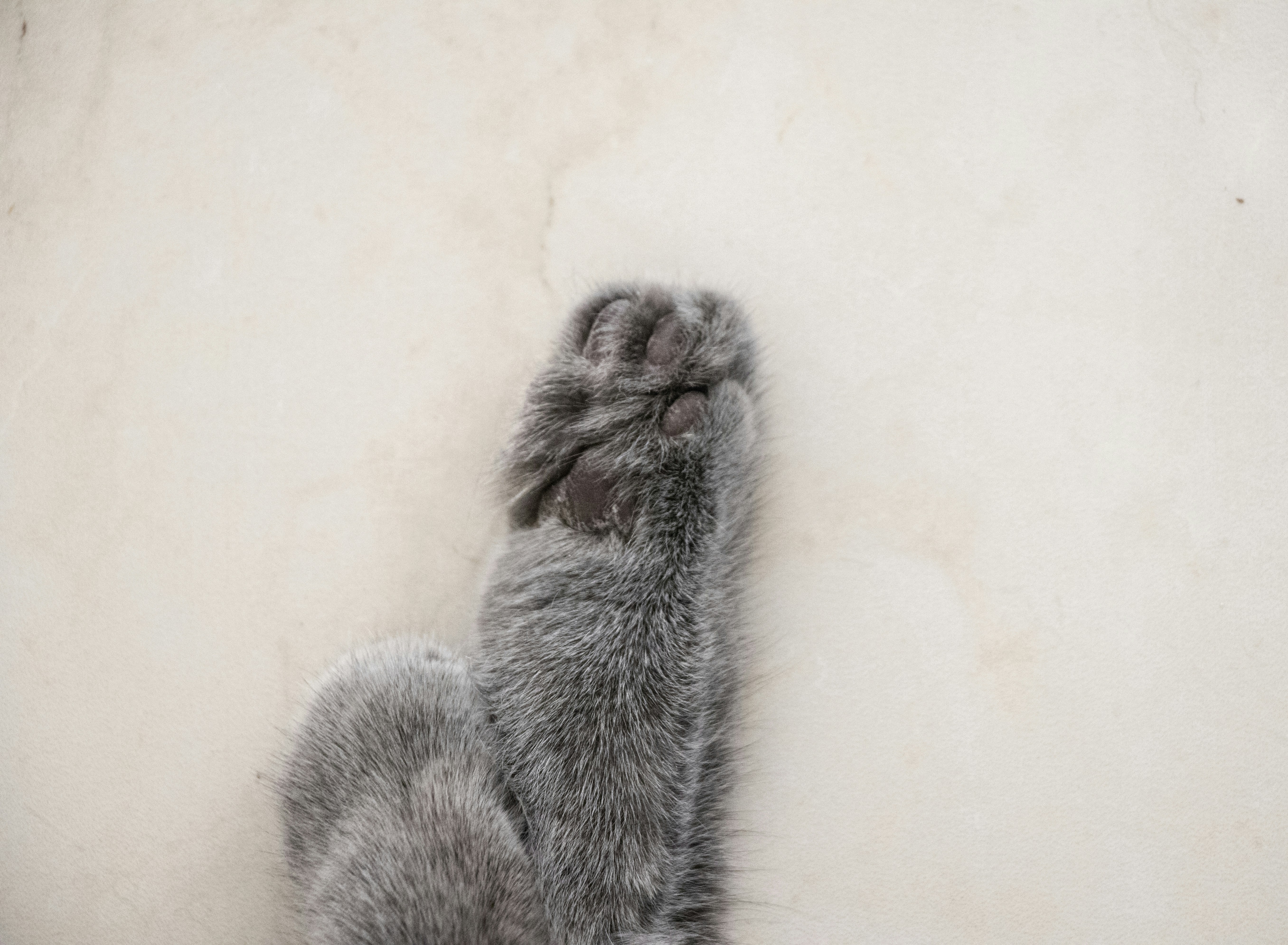 a gray cat laying on its back on a white surface