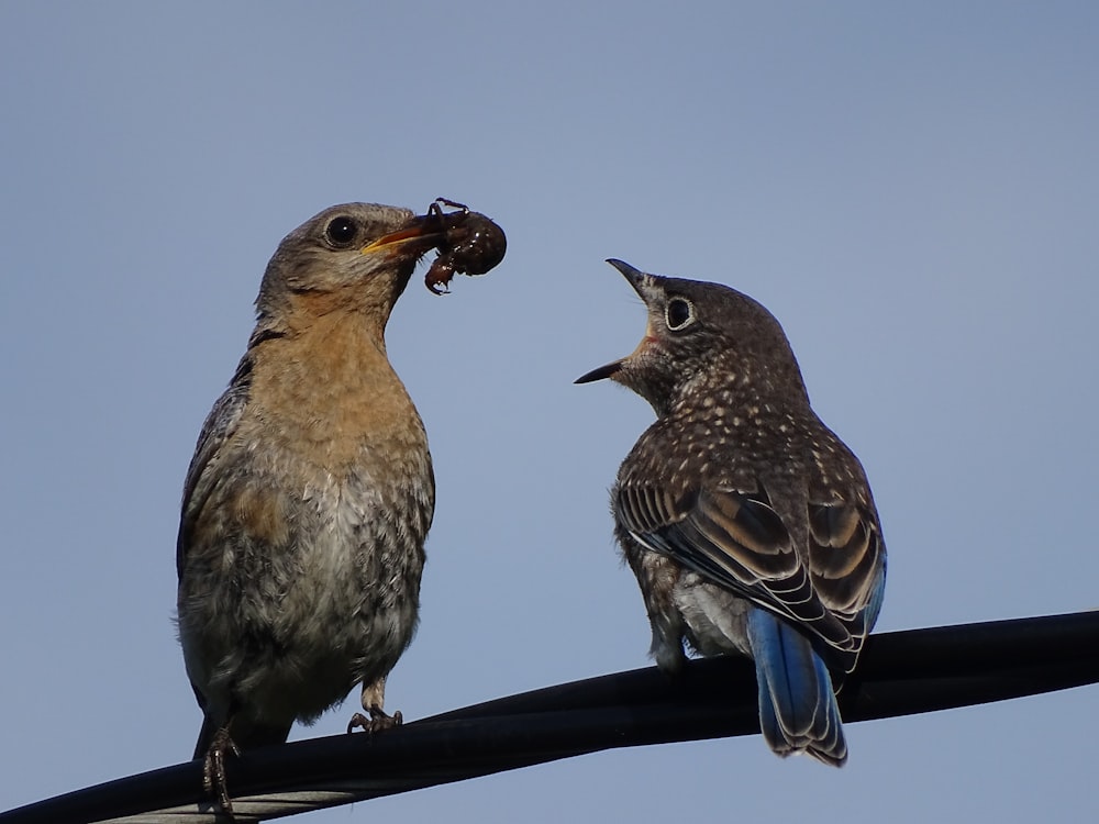 a couple of birds sitting on top of a power line