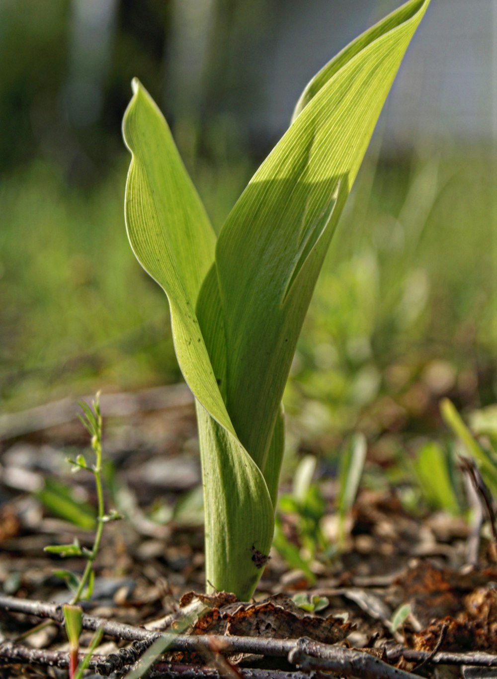 a single green plant sprouting from the ground