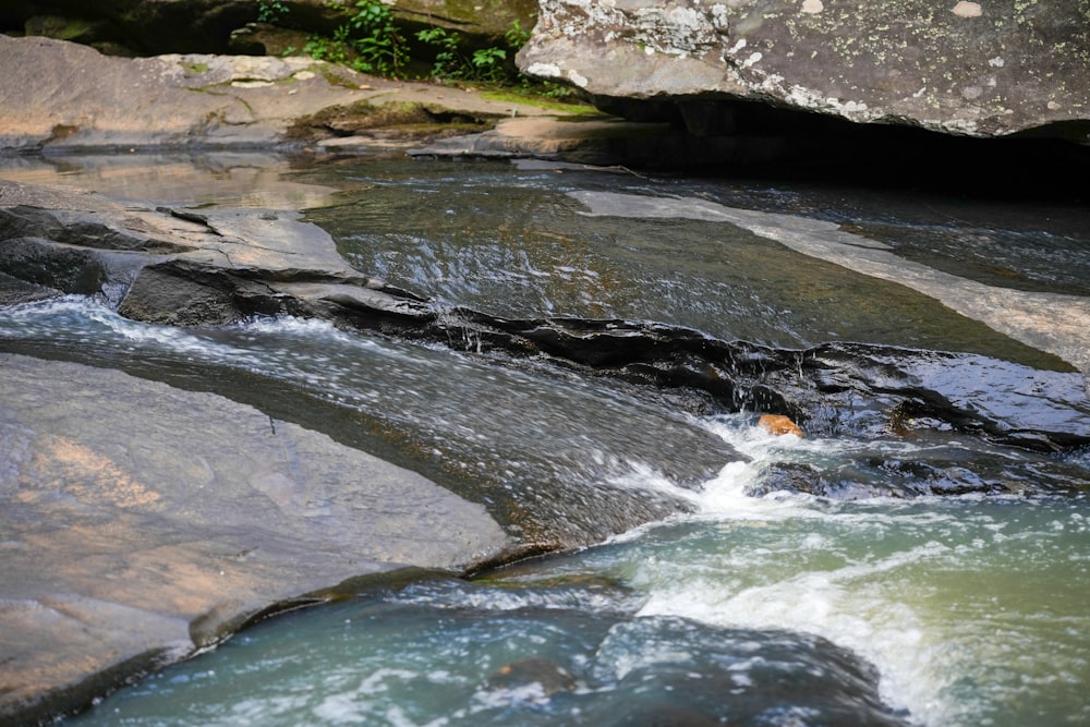 a stream running through a lush green forest