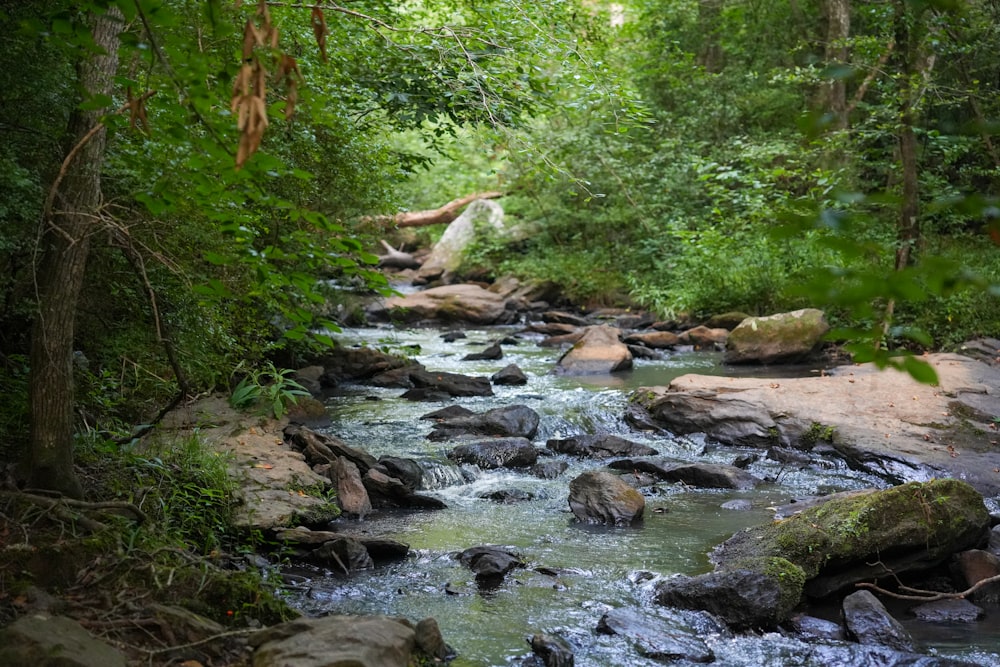 a stream running through a lush green forest