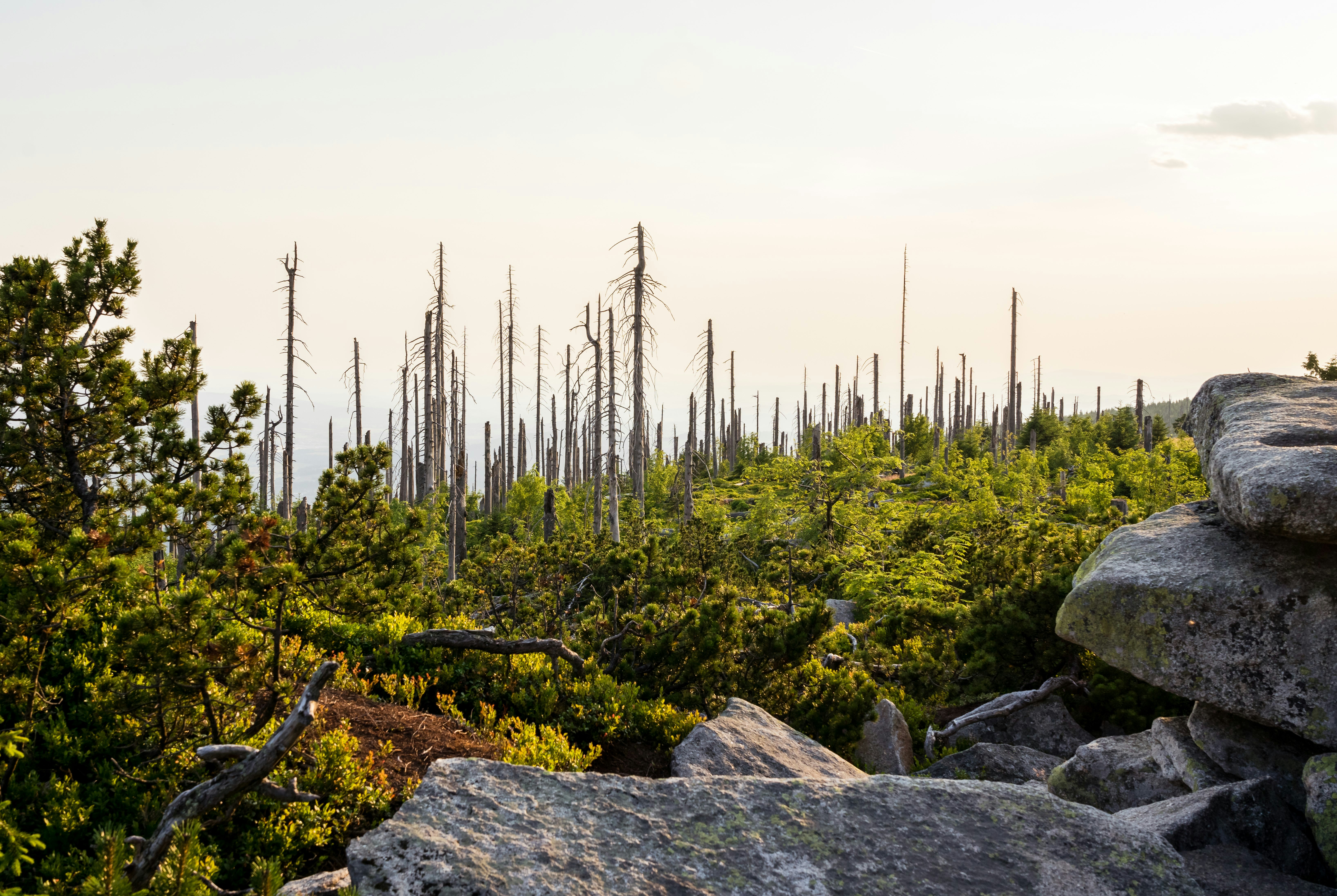 Mülltonnenreinigung Umweltschutz