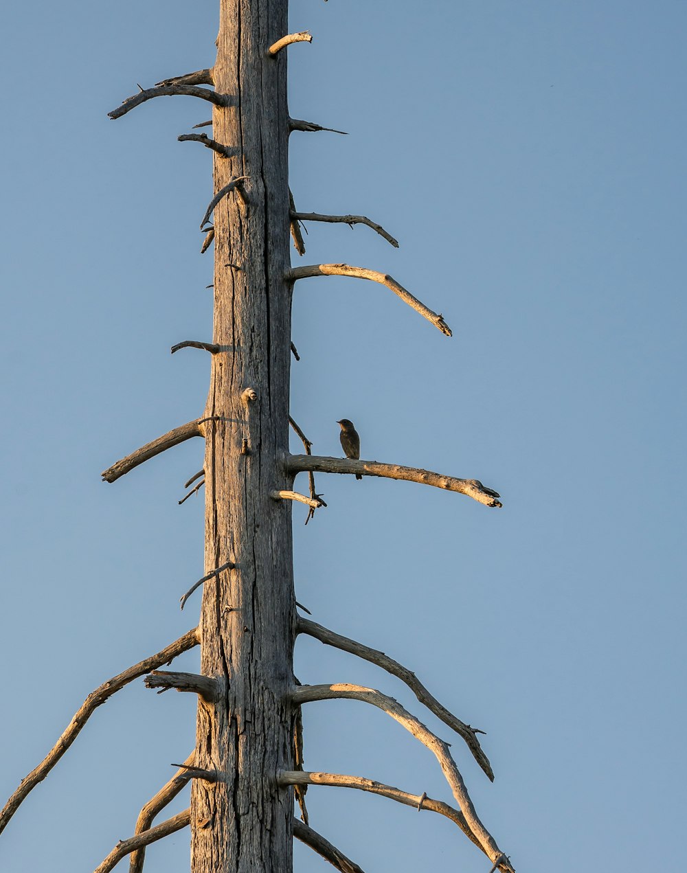 a bird is perched on the top of a dead tree