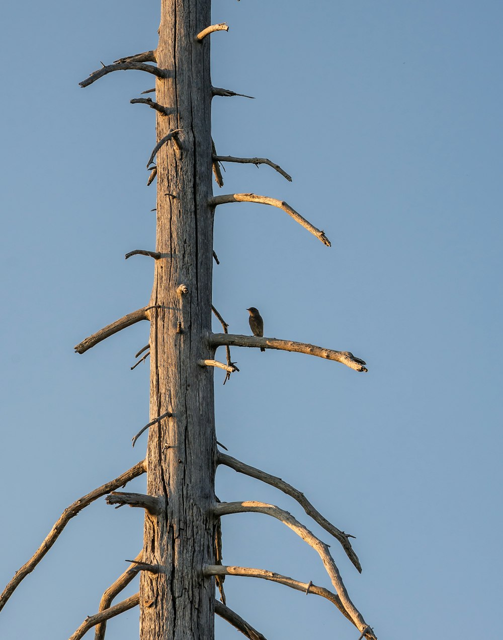 Un pájaro está posado en la cima de un árbol muerto