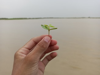 Hands holding a small potted plant with the ocean blurred in the background.