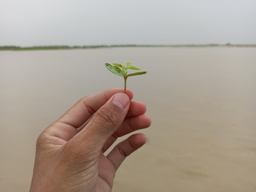 Hands holding a small potted plant with the ocean blurred in the background.