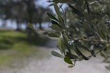 Close-up of healthy Arbequina olive plants in a nursery