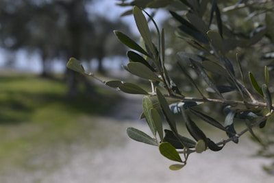 Close-up of healthy Arbequina olive plants in a nursery