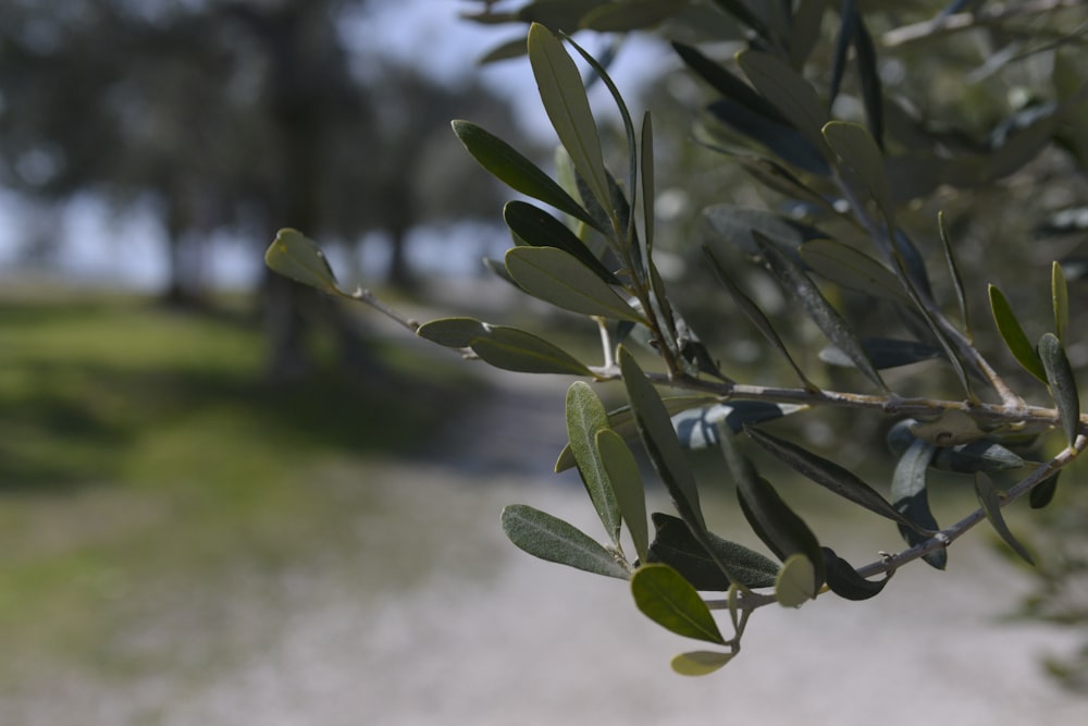 a branch of an olive tree in a park