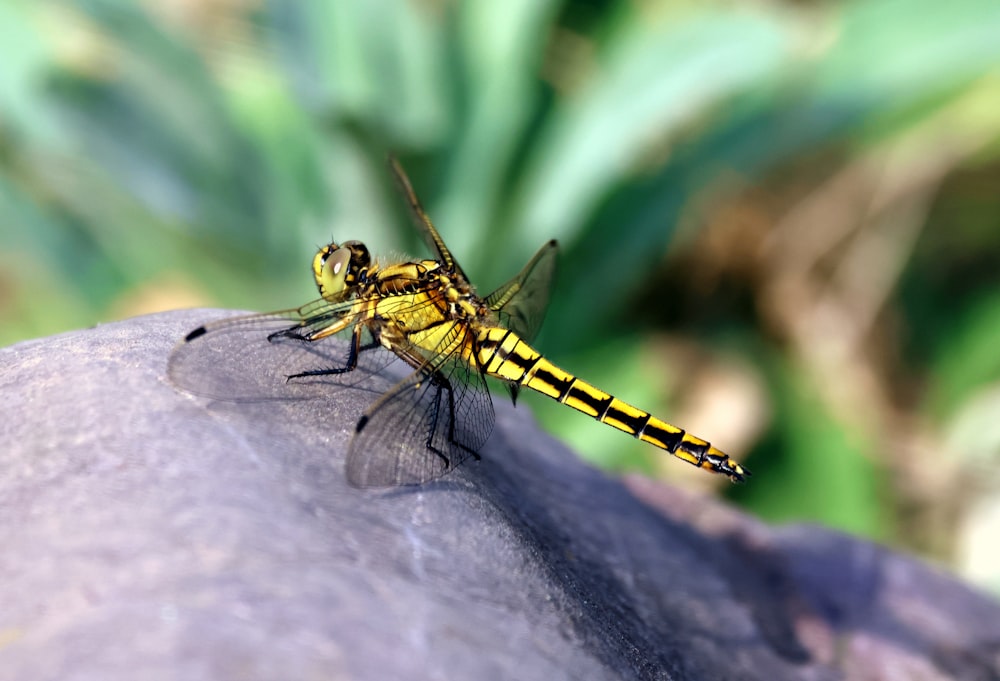 a close up of a dragon fly on a rock