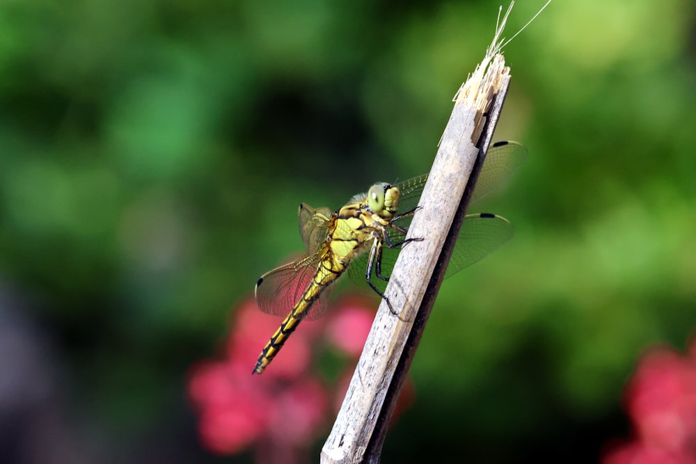 a dragon fly sitting on top of a wooden stick