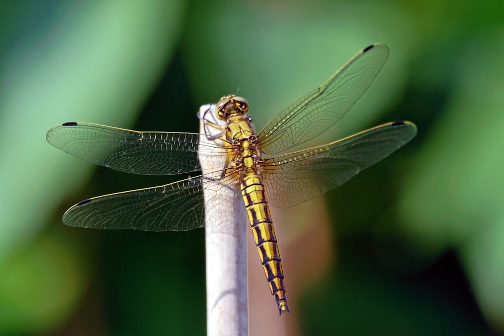a yellow and black dragonfly resting on a stick