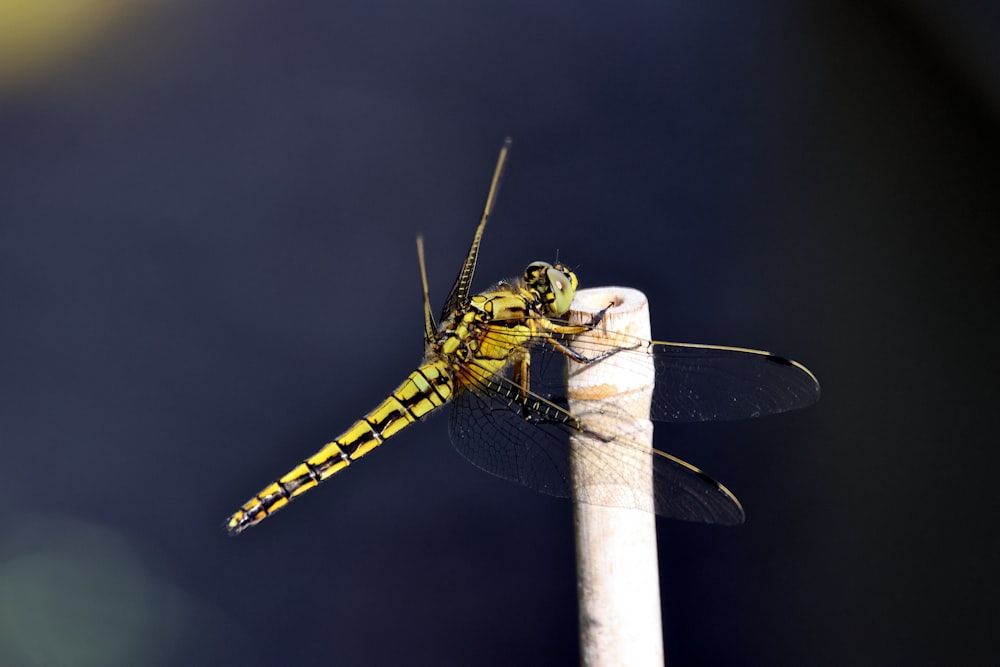 a yellow dragonfly sitting on top of a white pole