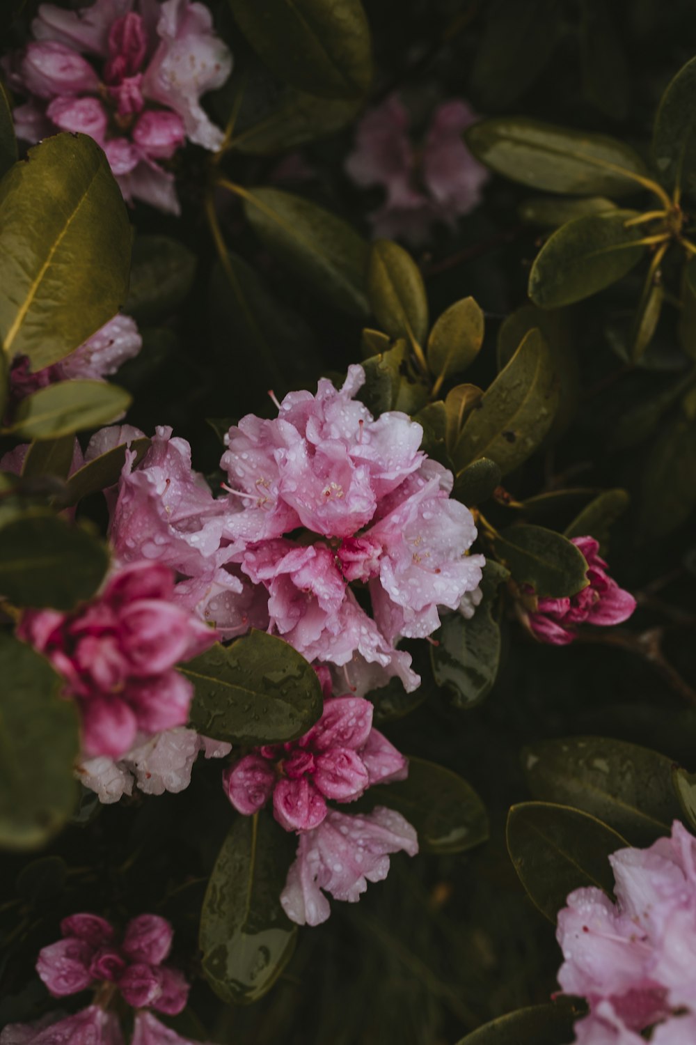 a bunch of pink flowers with green leaves