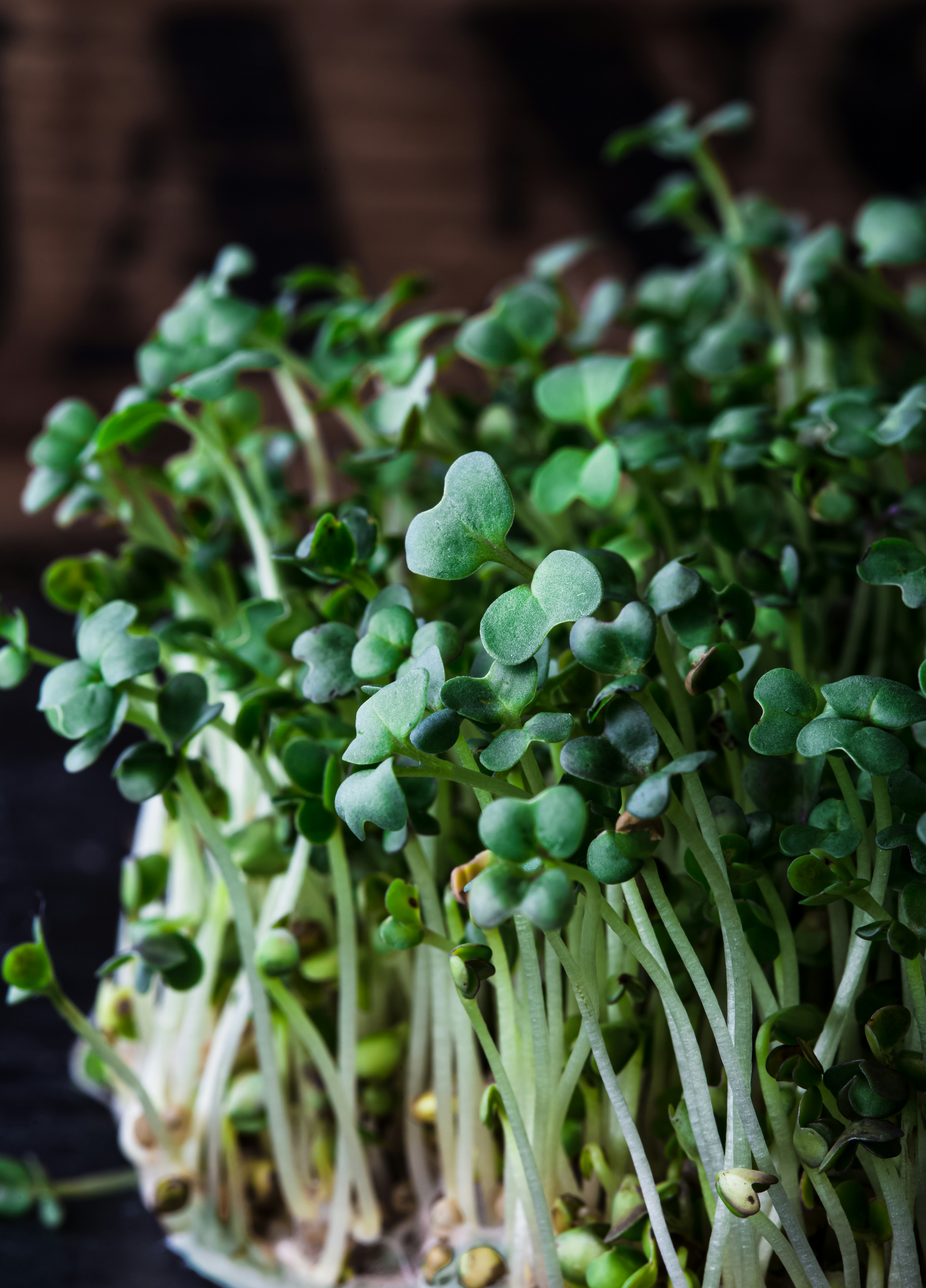 Ask Dr Megan: What about sulforaphane in Broccoli Sprouts?