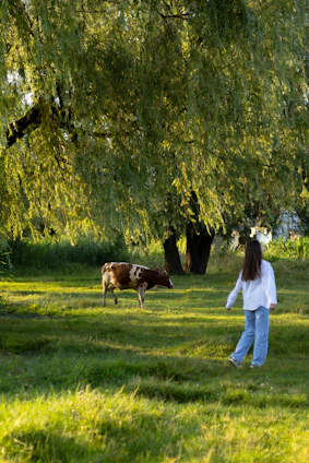 A serene scene of a farmer gently caring for a cow in a lush green field at sunrise.