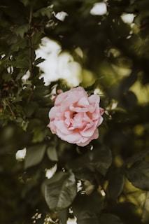 A delicate watercolor pink rose with soft green leaves, painted in gentle brush strokes.