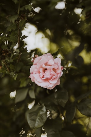 A delicate watercolor pink rose with soft green leaves, painted in gentle brush strokes.