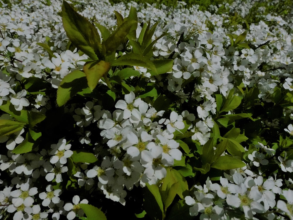 a field of white flowers with green leaves