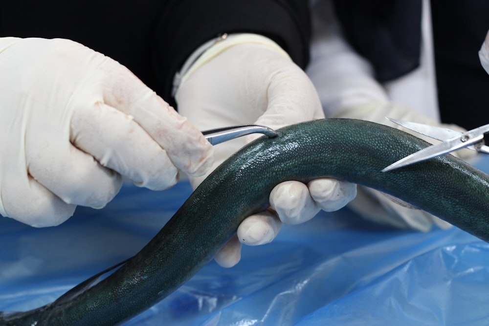 a person cutting a snake with a pair of scissors