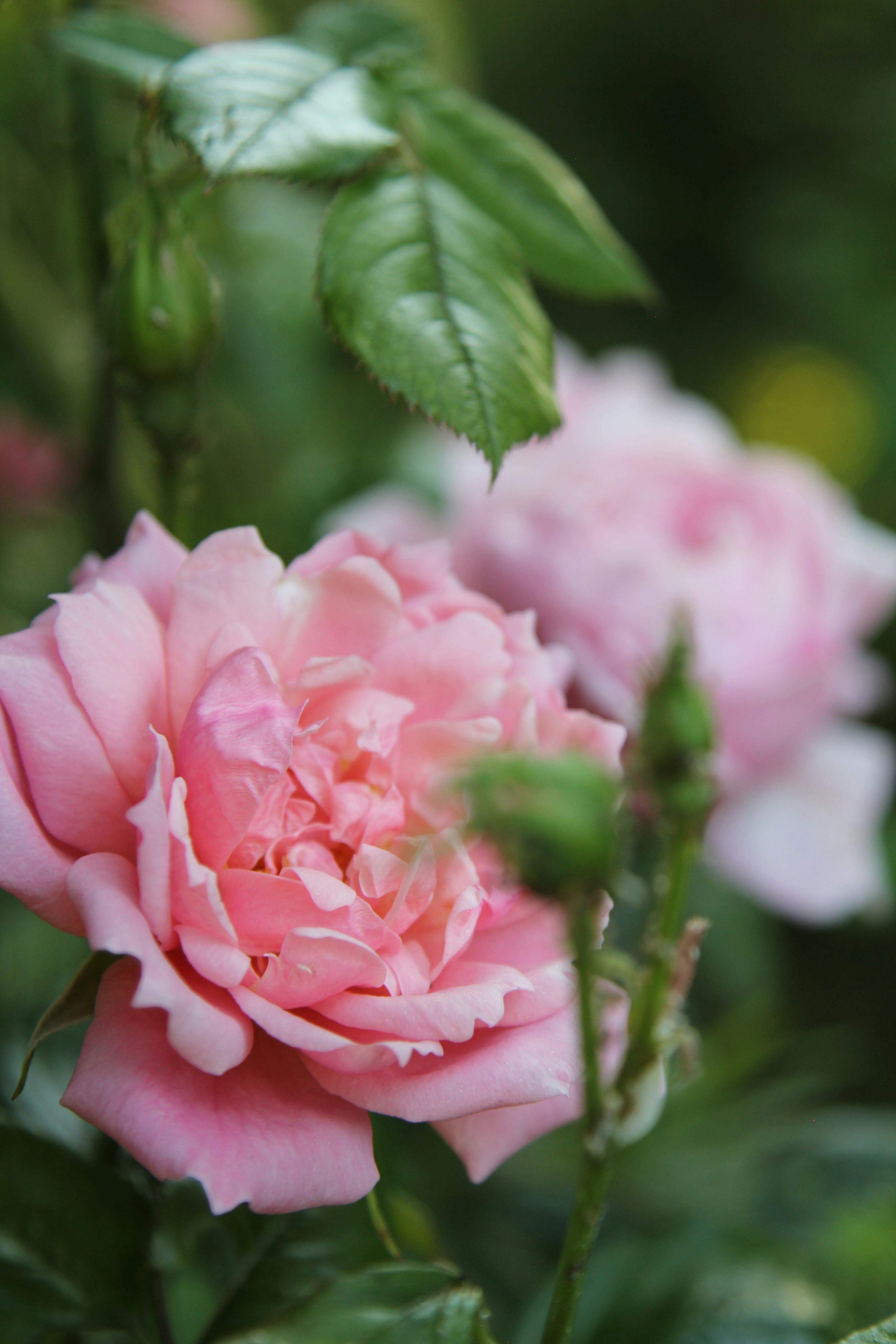 Photo by freyahornecreative