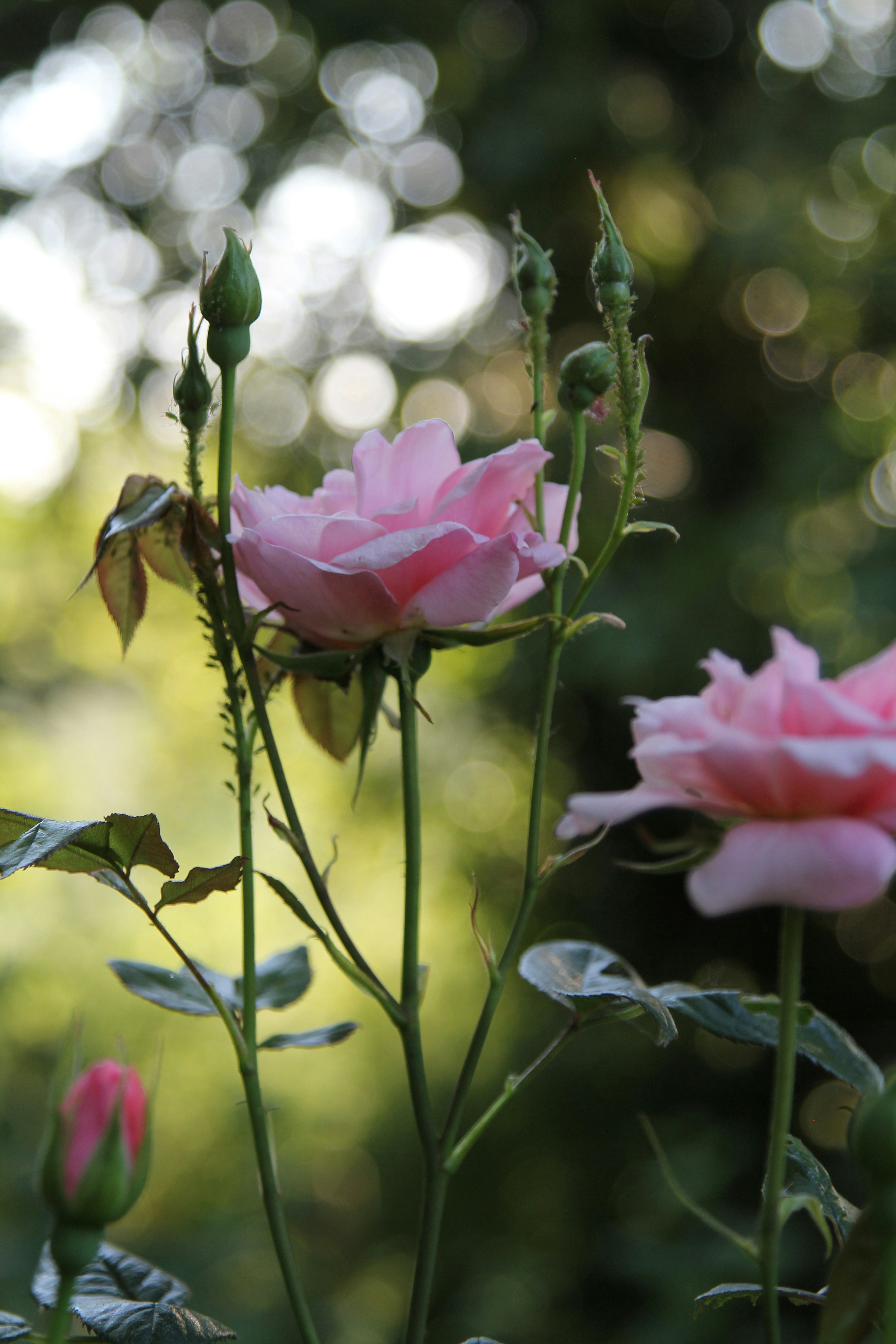 Photo by freyahornecreative