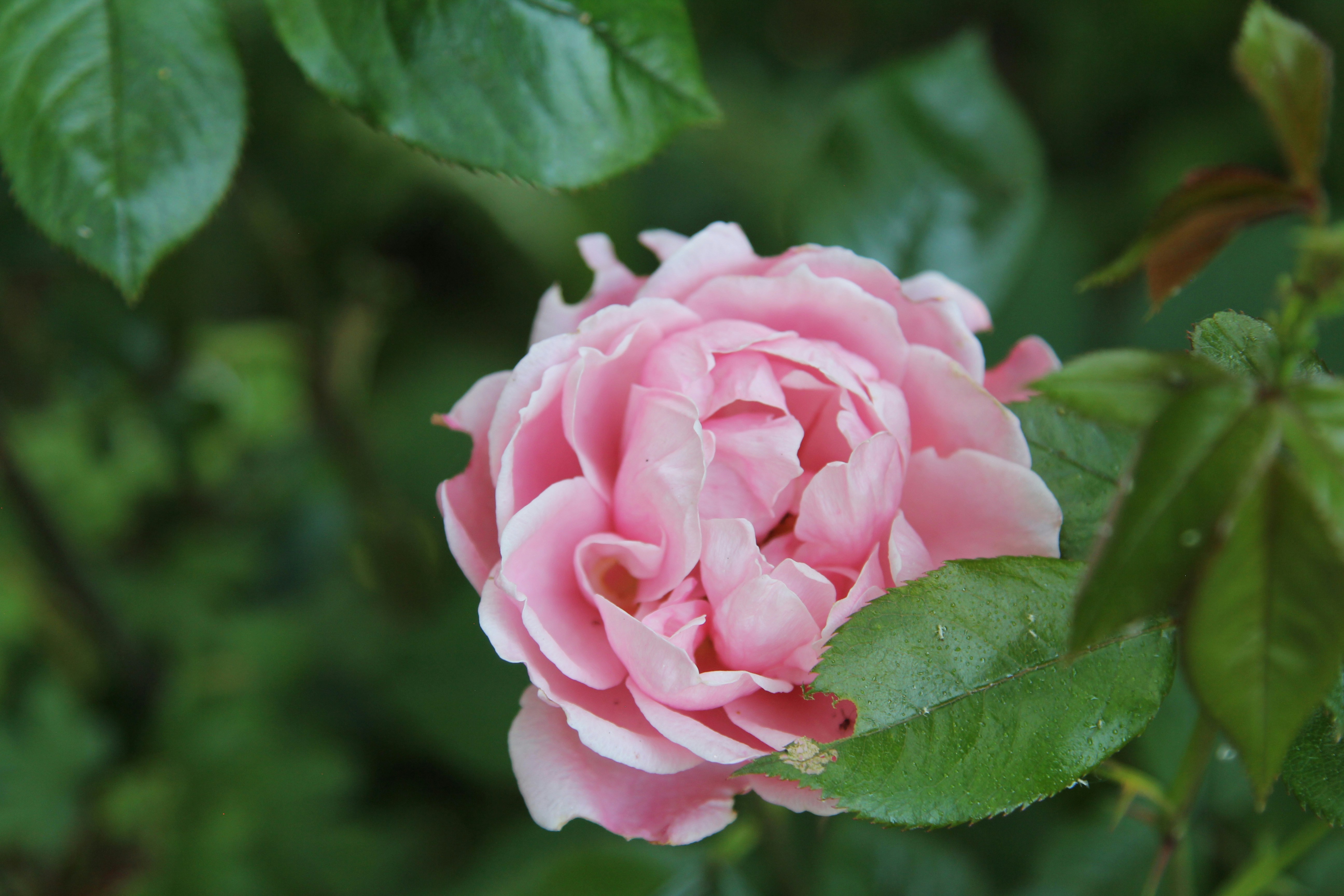 Photo by freyahornecreative