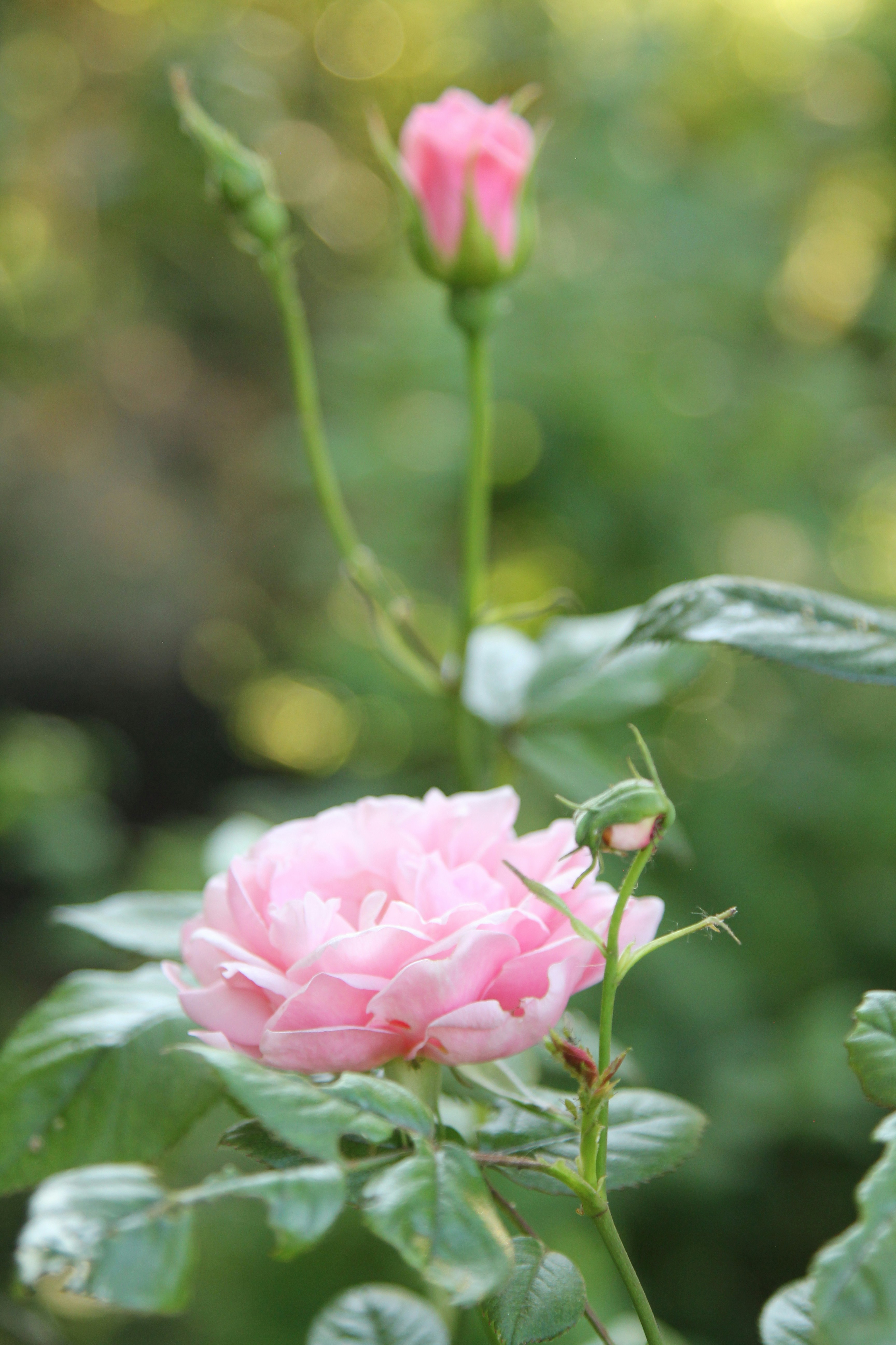 Photo by freyahornecreative