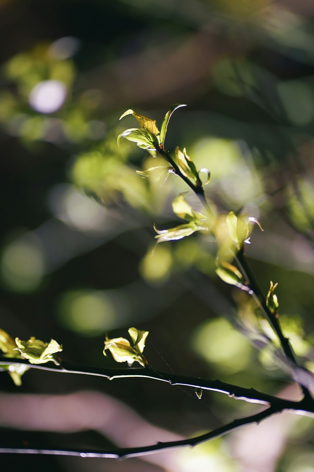 a close up of a tree branch with leaves