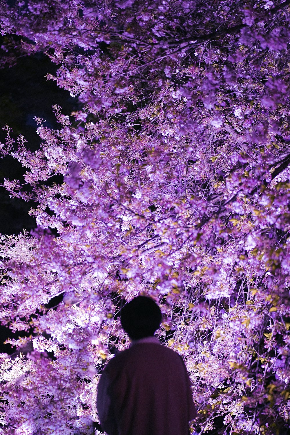 Un hombre parado frente a un árbol púrpura