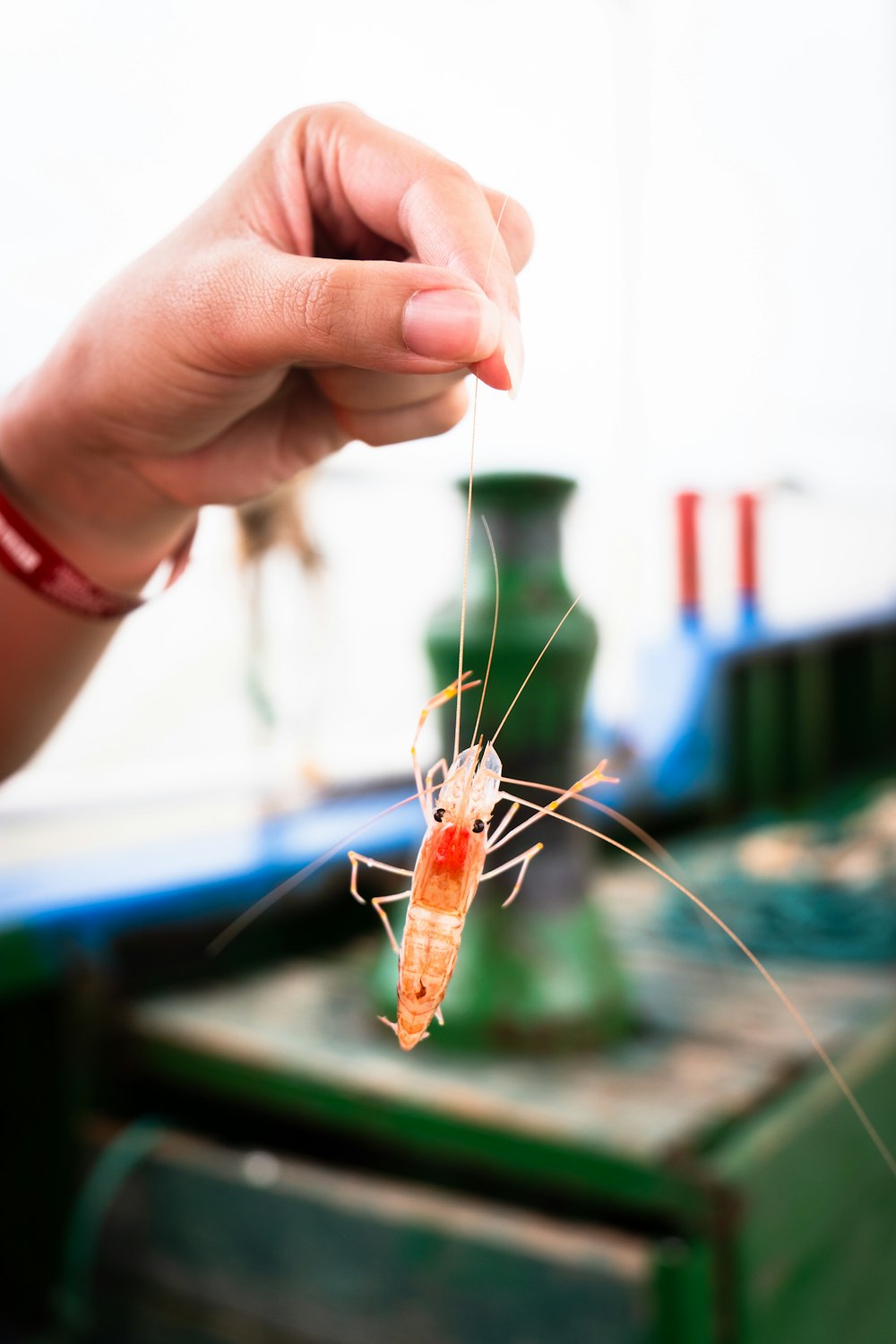 a person holding a small insect in their hand