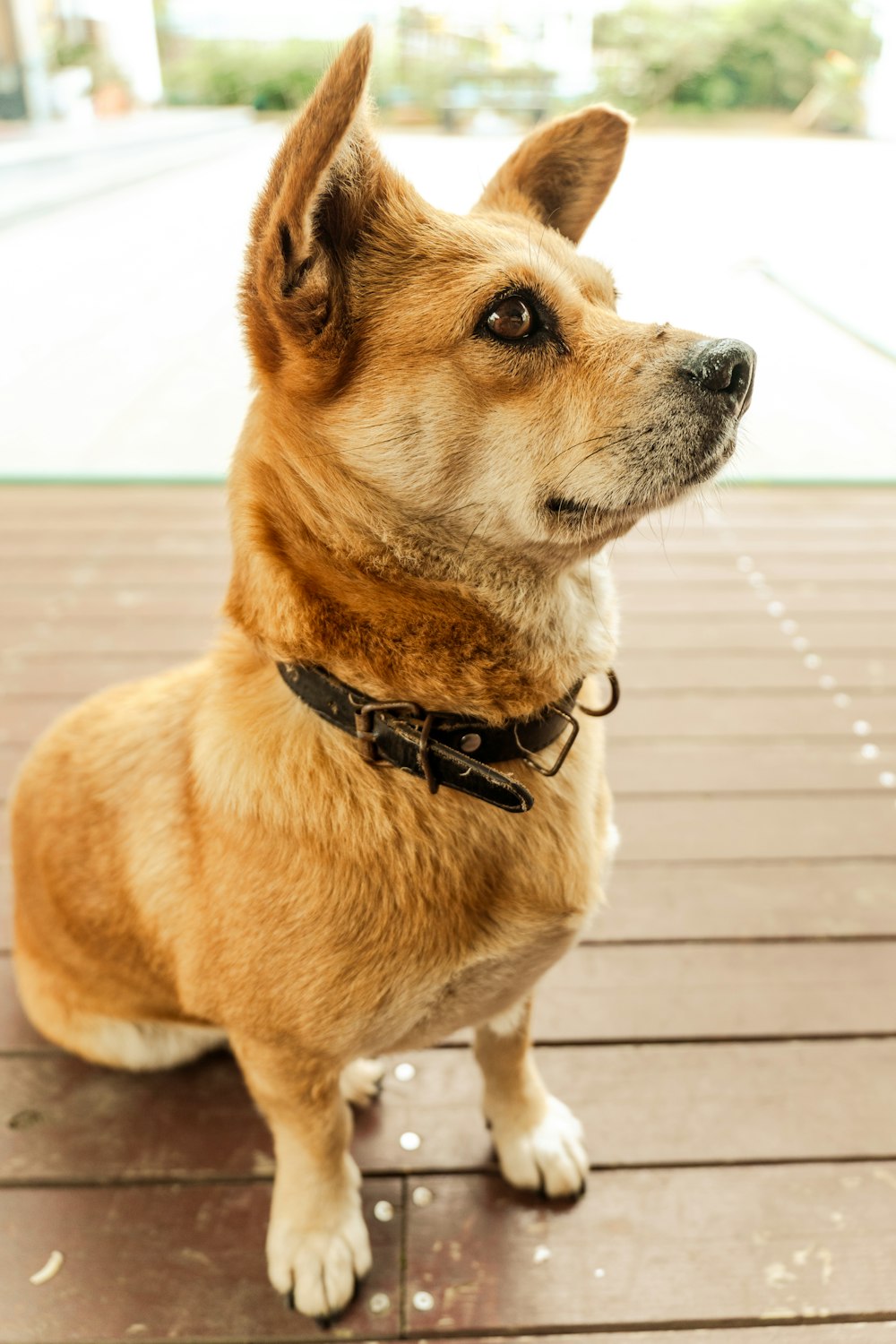 um cão marrom sentado em cima de um chão de madeira