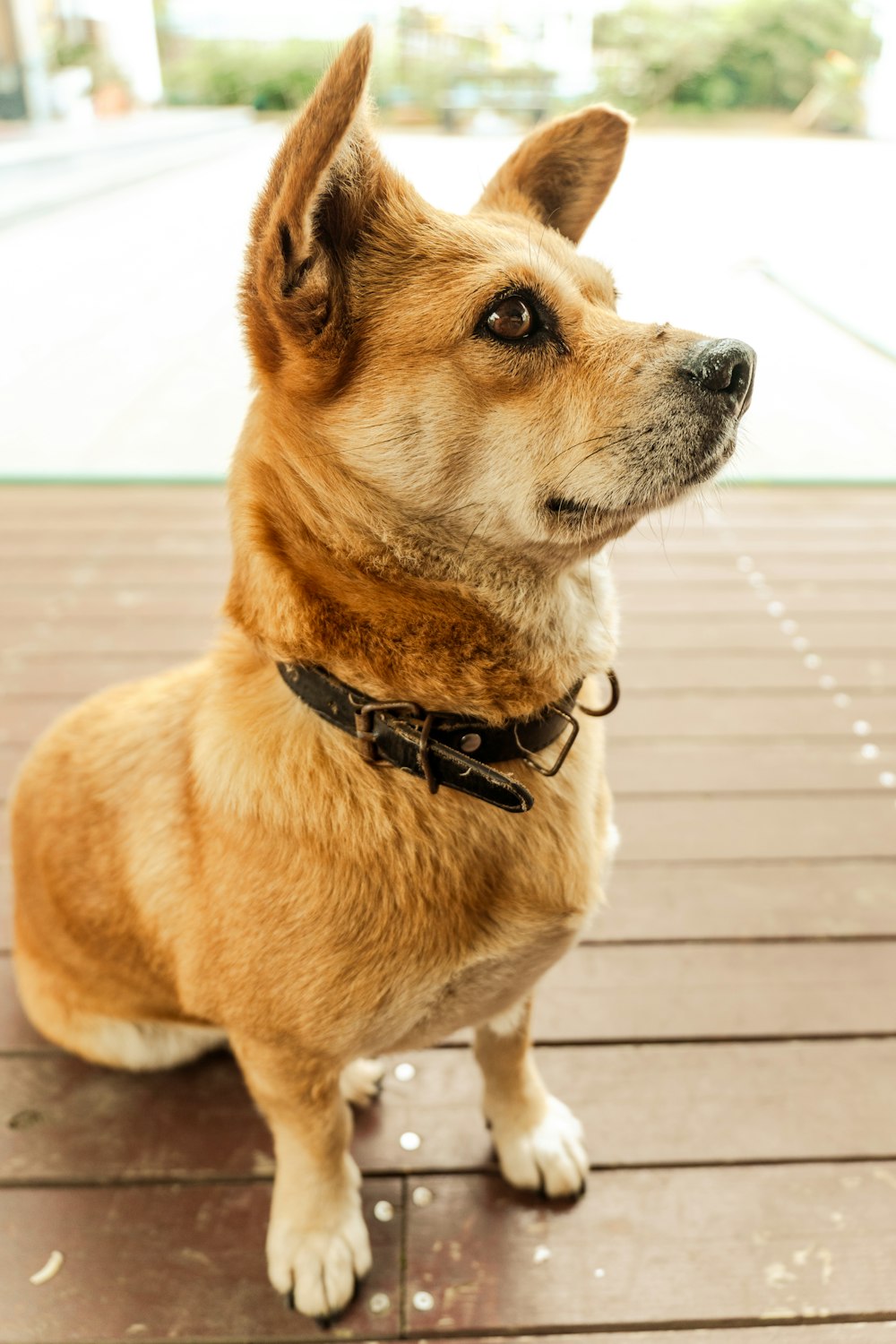 un chien brun assis sur un plancher en bois