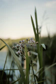 a close up of a flower with a body of water in the background