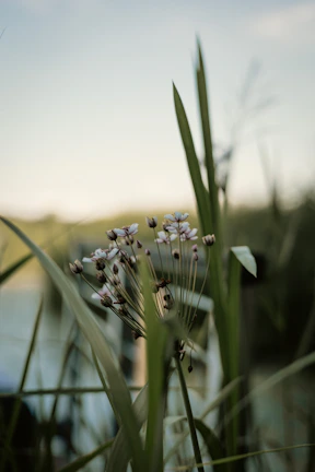 a close up of a flower with a body of water in the background