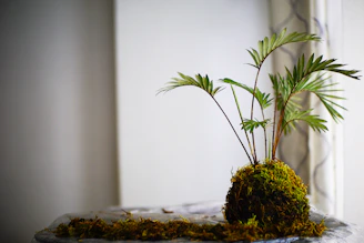 Close-up of a vibrant kokedama moss ball with a small green plant growing from it, resting on a wooden table.