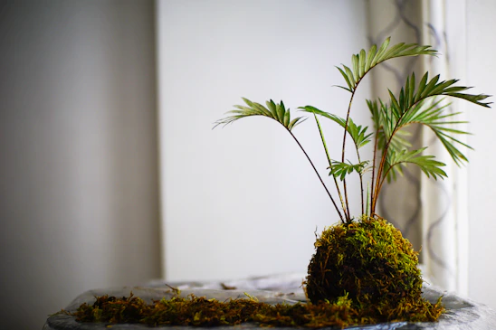 Close-up of a handcrafted kokedama with lush green foliage against a minimalist background.