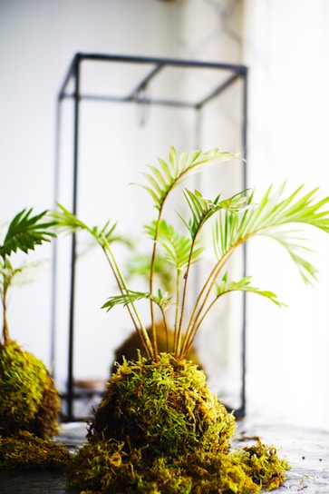 Close-up of a delicate kokedama ball with moss and tiny green leaves in soft natural light