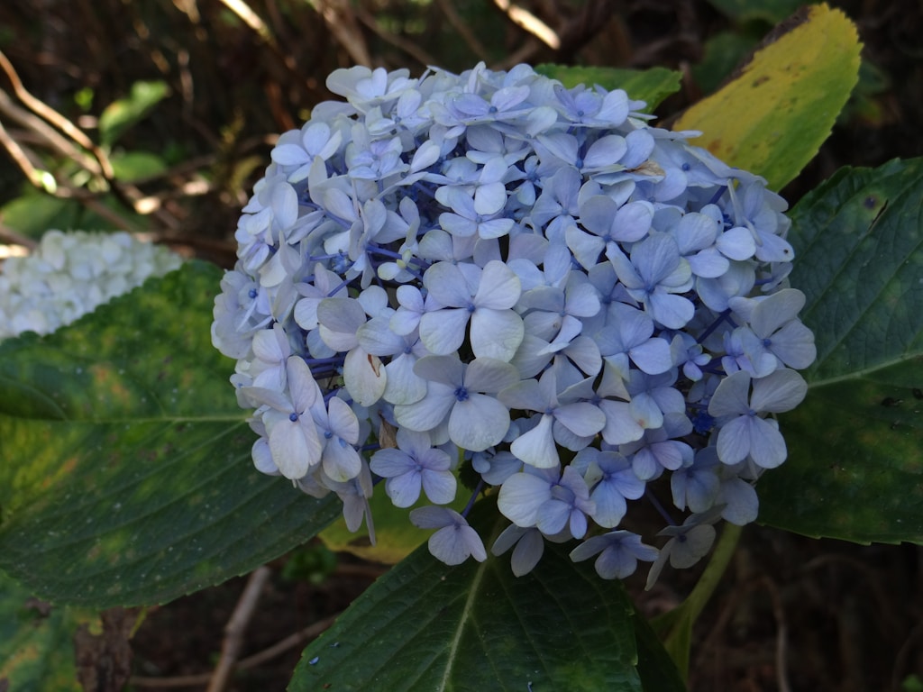 Fresh Blue Hydrangea