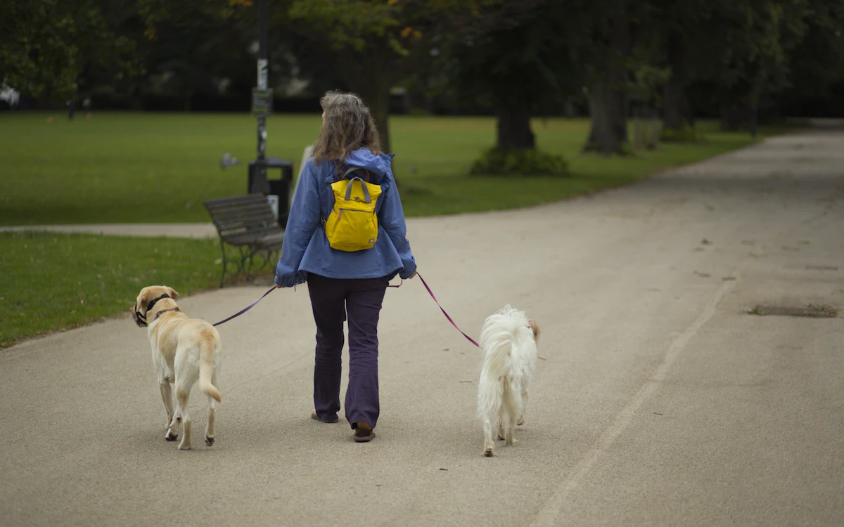 A dog walker with several leashed dogs on a neighborhood walk
