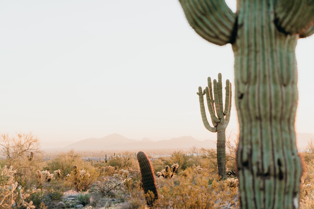 a cactus in the desert with mountains in the background