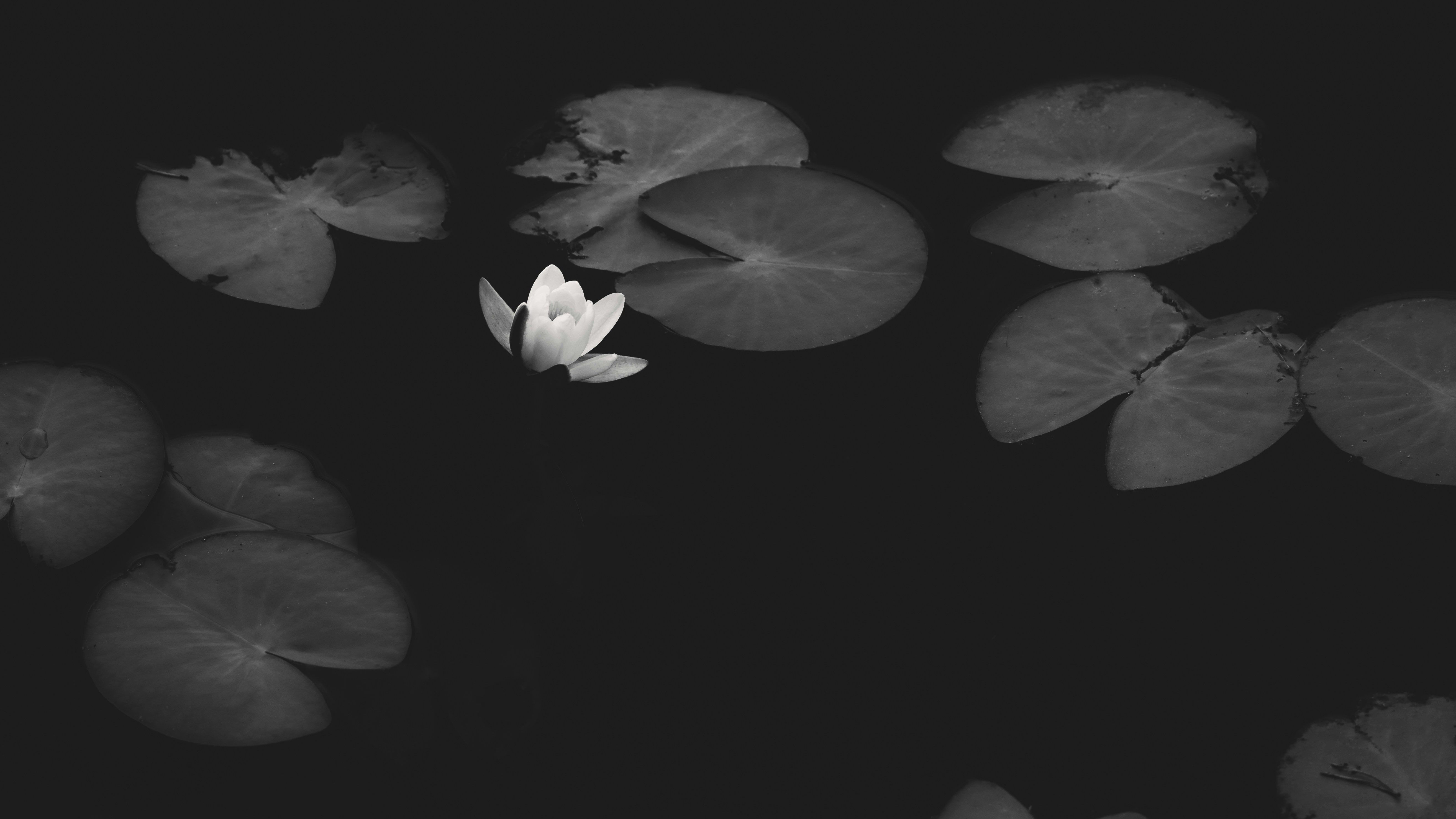 Photo by raedkasrawani