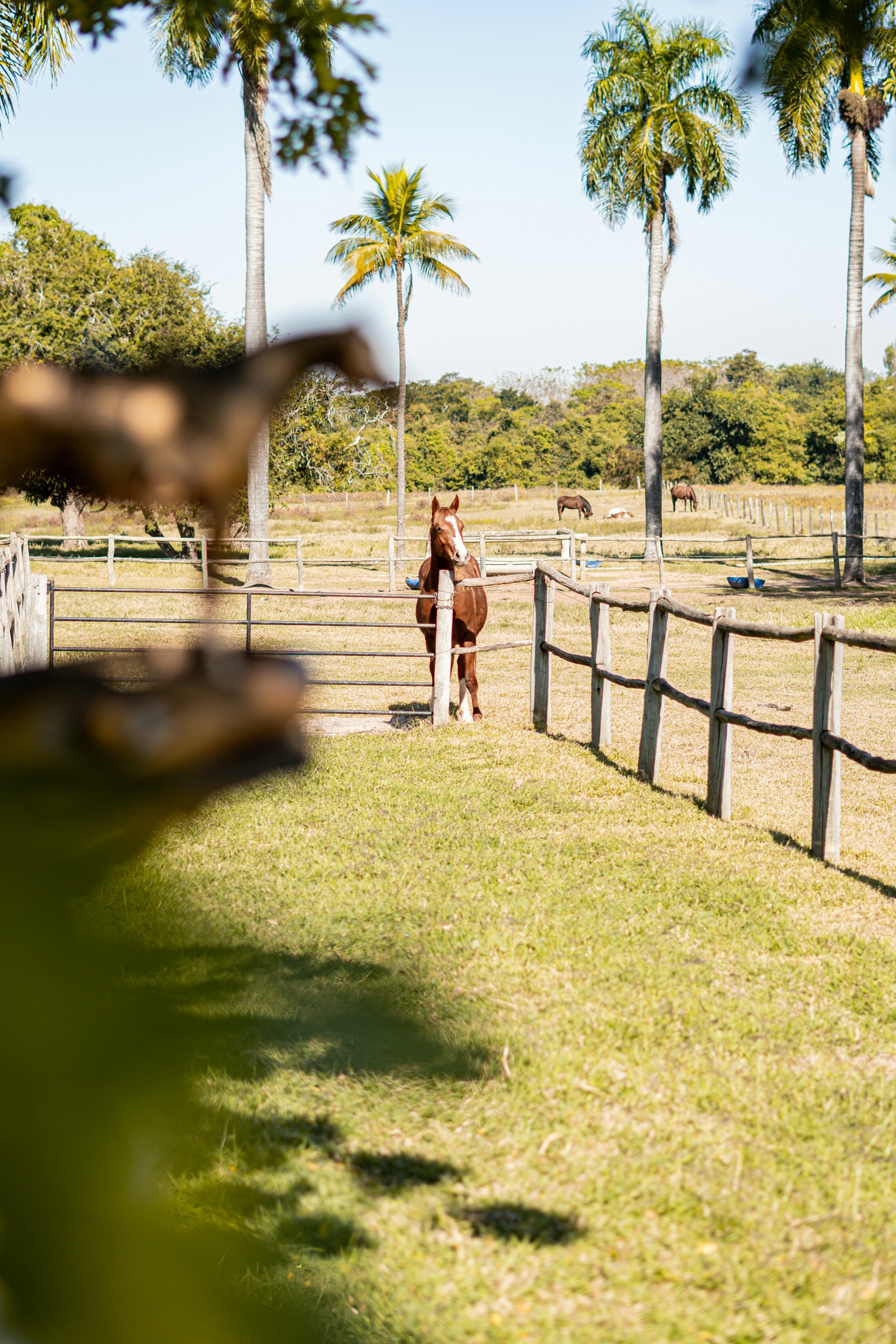 a horse standing in a fenced in area