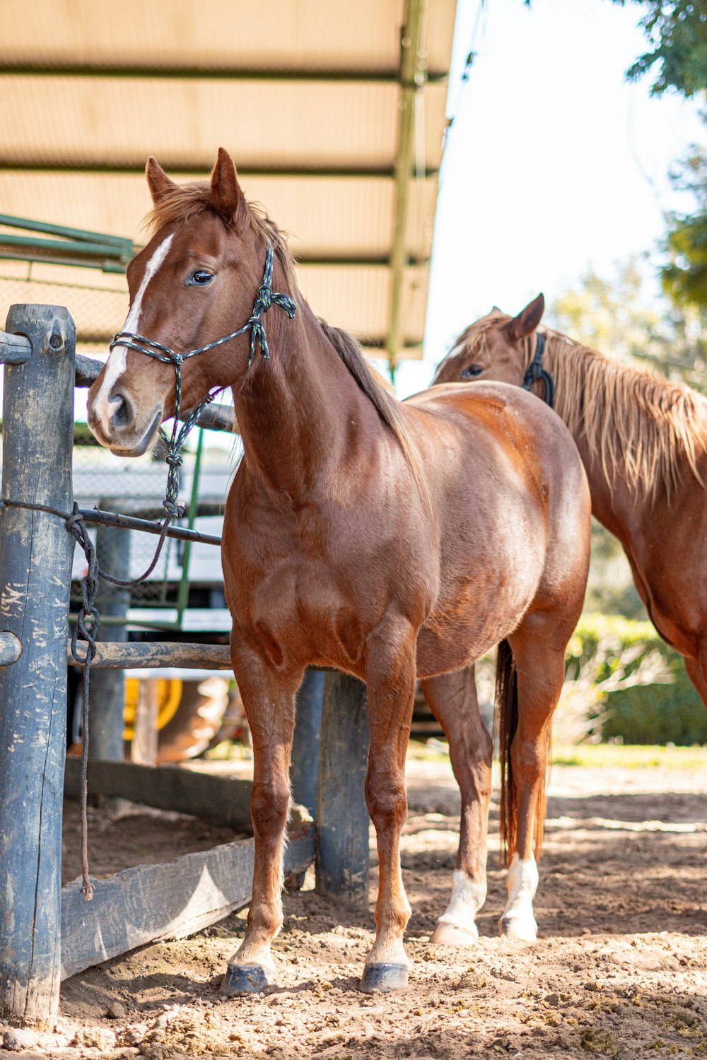 a couple of brown horses standing next to each other