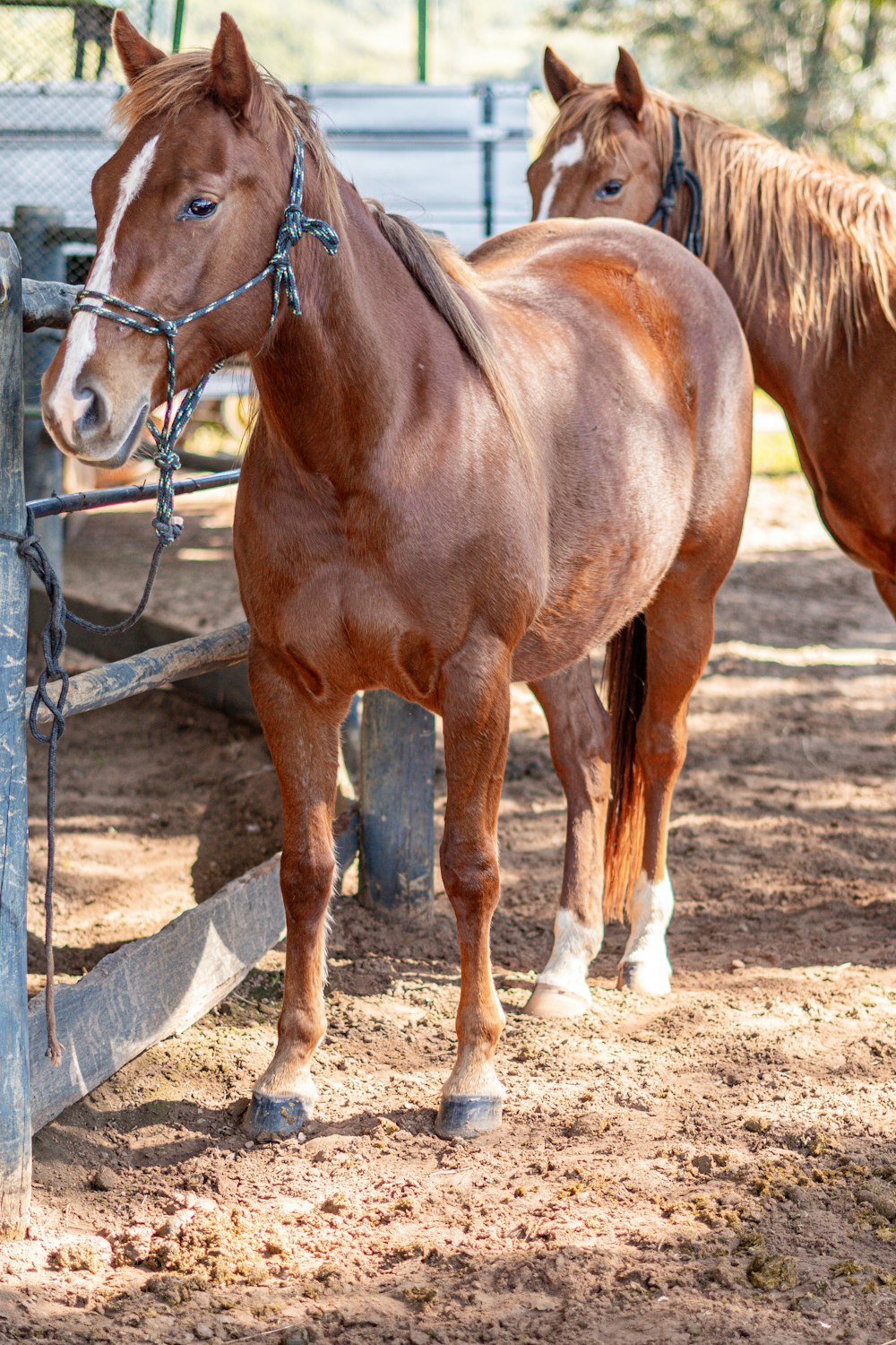 隣同士に立っている茶色の馬のカップル